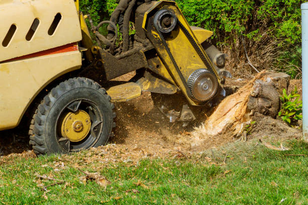 Trusted Ashley, PA Tree Service Experts